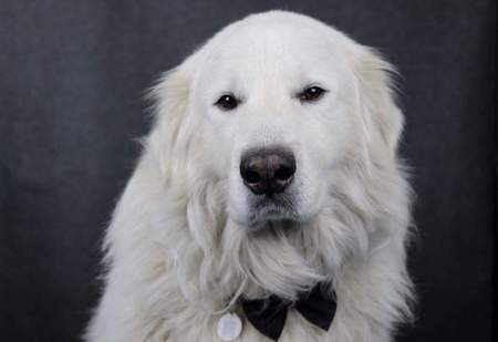 Entry image for Grizzly. Clicking this image will show a larger photo