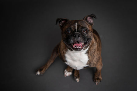 Entry image for Clover. Clicking this image will show a larger photo