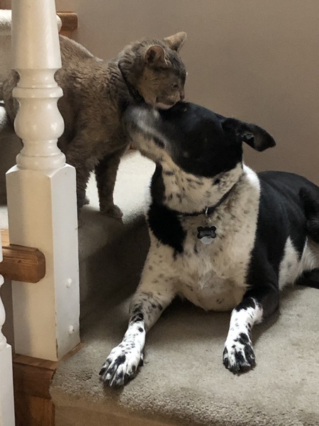 Entry image for Cassy and Molly . Clicking this image will show a larger photo