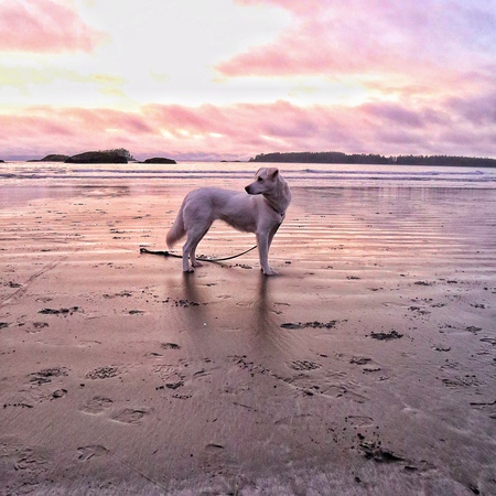 Entry image for Meala. Clicking this image will show a larger photo