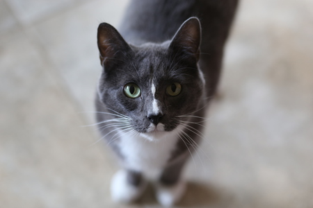 Entry image for Bentley. Clicking this image will show a larger photo