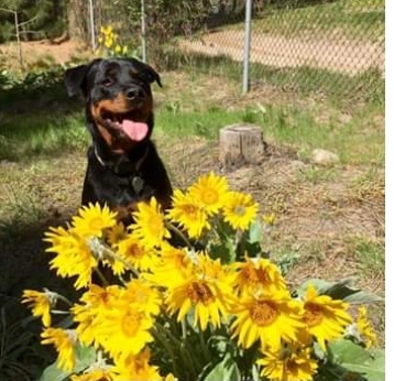 Entry image for Sasha. Clicking this image will show a larger photo