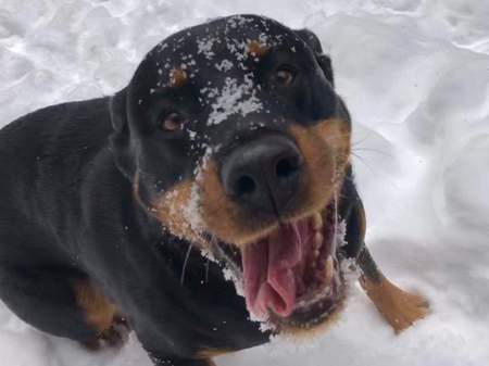 Entry image for Sasha. Clicking this image will show a larger photo