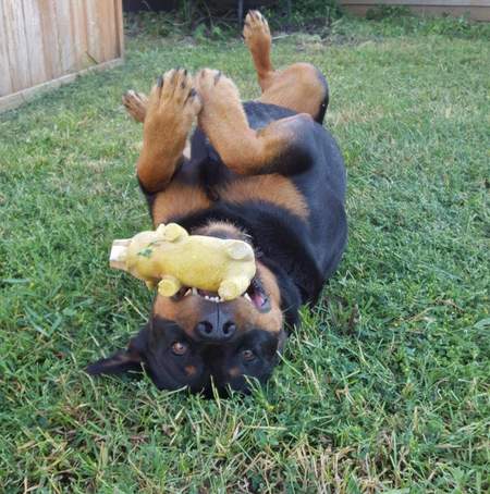 Entry image for Sasha. Clicking this image will show a larger photo