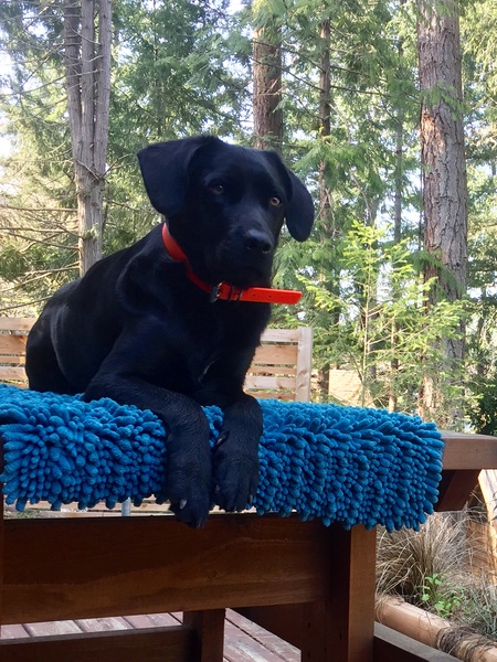 Entry image for Harley. Clicking this image will show a larger photo