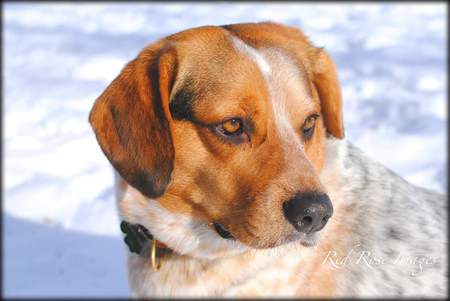 Entry image for Joe (for his coat of many colors). Clicking this image will show a larger photo