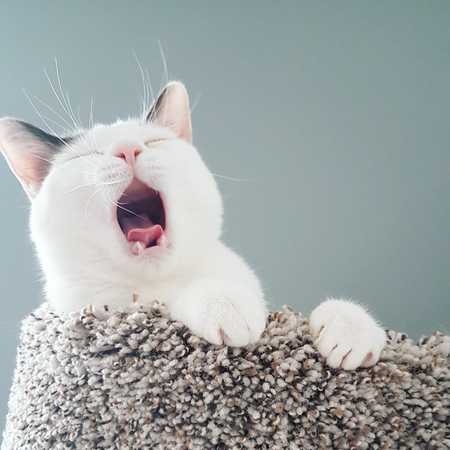 Entry image for Phoebe . Clicking this image will show a larger photo