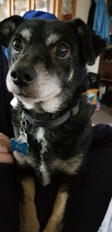 Entry image for Eli. Clicking this image will show a larger photo