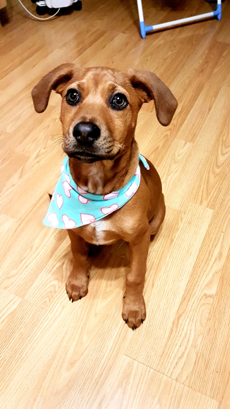 Entry image for Valentine. Clicking this image will show a larger photo