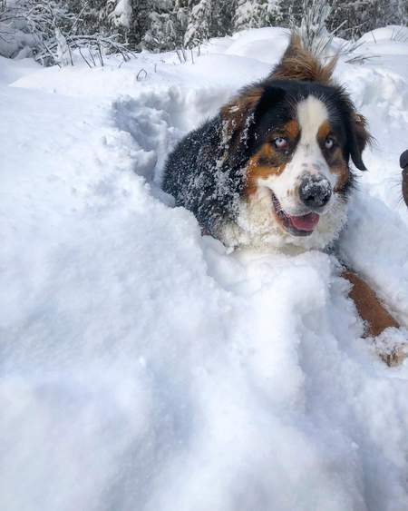 Entry image for Finley . Clicking this image will show a larger photo