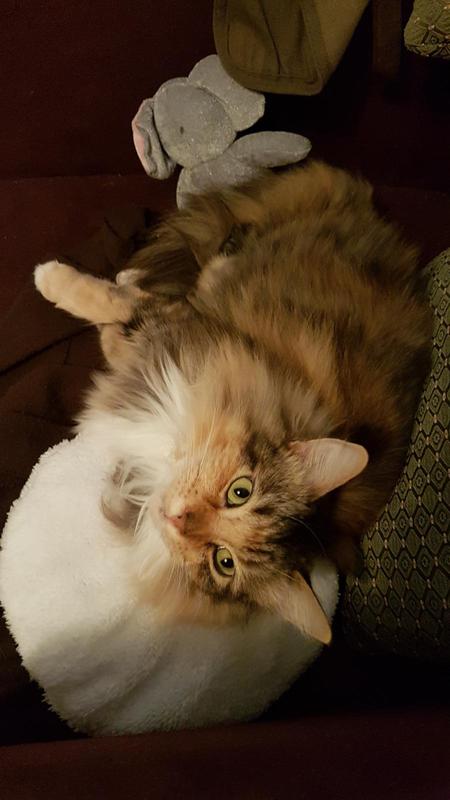 Entry image for Beesley. Clicking this image will show a larger photo