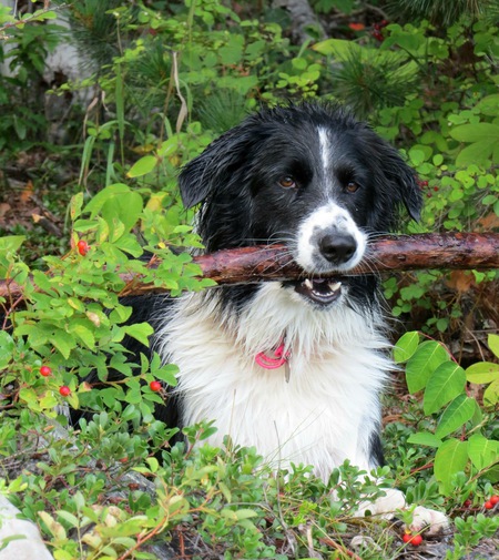 Entry image for Jax. Clicking this image will show a larger photo