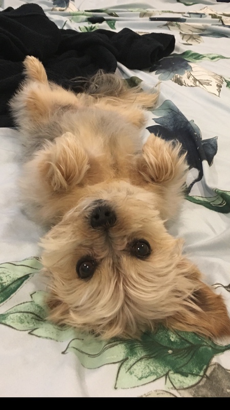 Entry image for Rocky. Clicking this image will show a larger photo