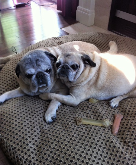 Entry image for Jigsaw & Jojo. Clicking this image will show a larger photo