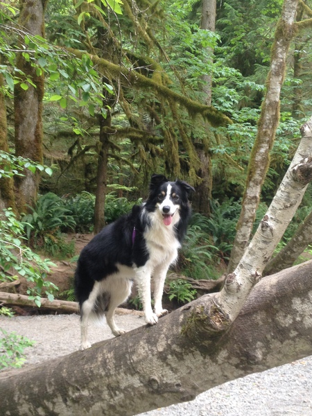 Entry image for Bella. Clicking this image will show a larger photo