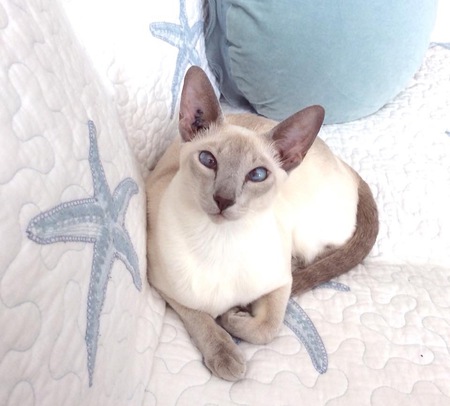 Entry image for Pheobe. Clicking this image will show a larger photo