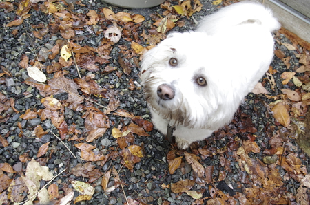 Entry image for Brody. Clicking this image will show a larger photo