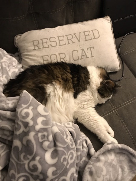 Entry image for Panda . Clicking this image will show a larger photo