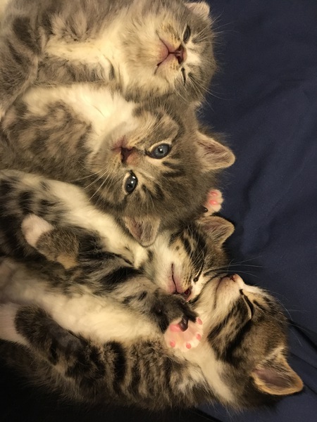 Entry image for Foster Kittens. Clicking this image will show a larger photo