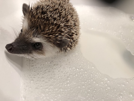 Entry image for Rufus. Clicking this image will show a larger photo