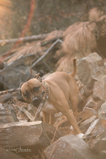 Entry image for Chewy. Clicking this image will show a larger photo