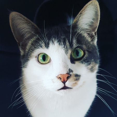 Entry image for Marshall. Clicking this image will show a larger photo