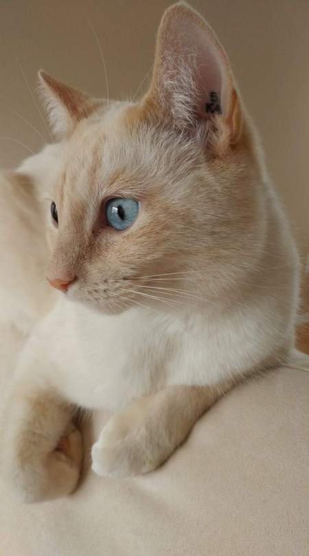 Entry image for Angel. Clicking this image will show a larger photo