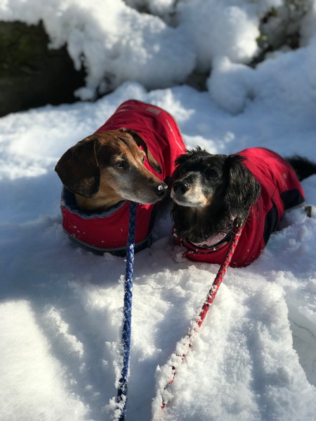 Entry image for Roger, Lola. Clicking this image will show a larger photo