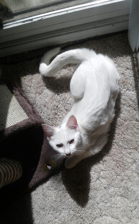 Entry image for Acari. Clicking this image will show a larger photo