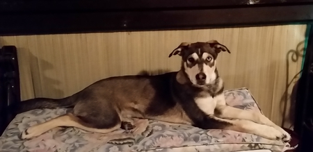 Entry image for Skye. Clicking this image will show a larger photo