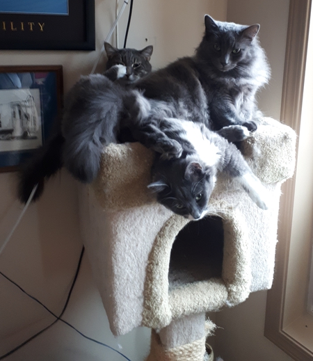 Entry image for Buster, Brady, Willow. Clicking this image will show a larger photo