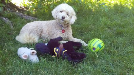 Entry image for Poppy. Clicking this image will show a larger photo