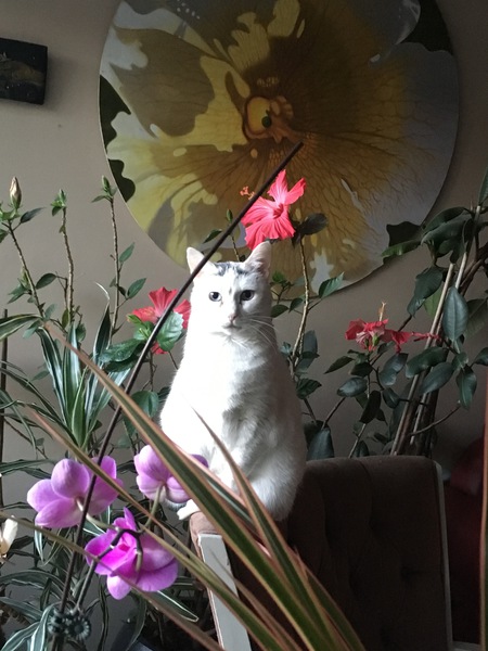 Entry image for Mimi. Clicking this image will show a larger photo