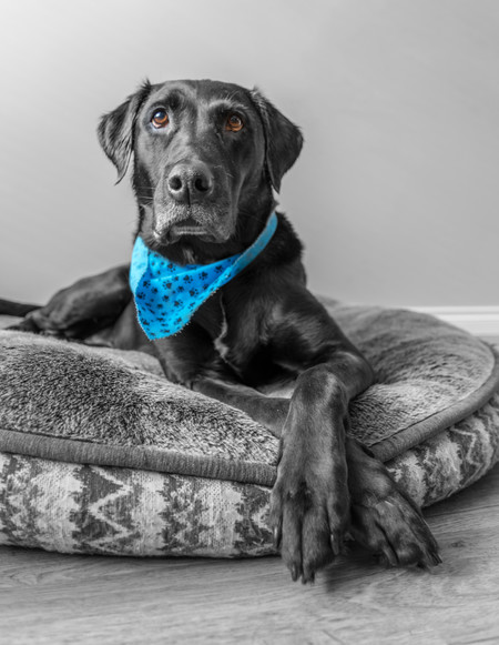 Entry image for Koda. Clicking this image will show a larger photo