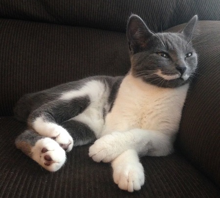 Entry image for Cricket. Clicking this image will show a larger photo