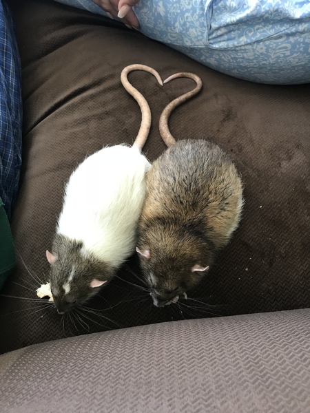 Entry image for Remi  and Ollie . Clicking this image will show a larger photo