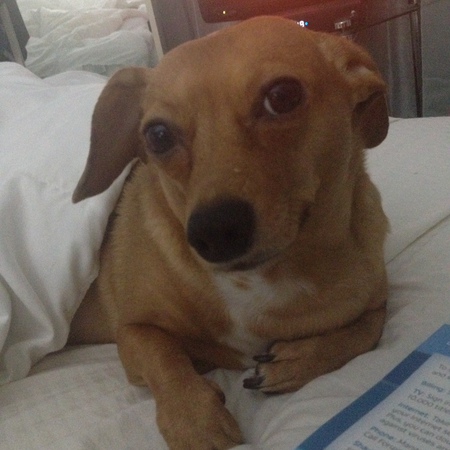 Entry image for Chauncey. Clicking this image will show a larger photo