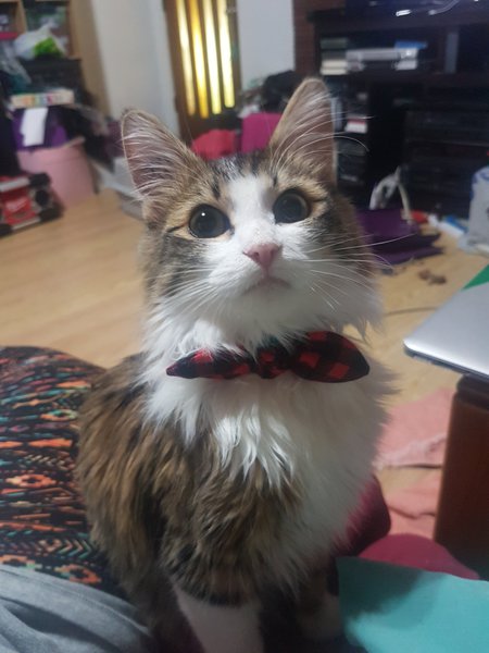 Entry image for Jethro . Clicking this image will show a larger photo