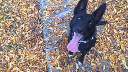 Entry image for Stella. Clicking this image will show a larger photo