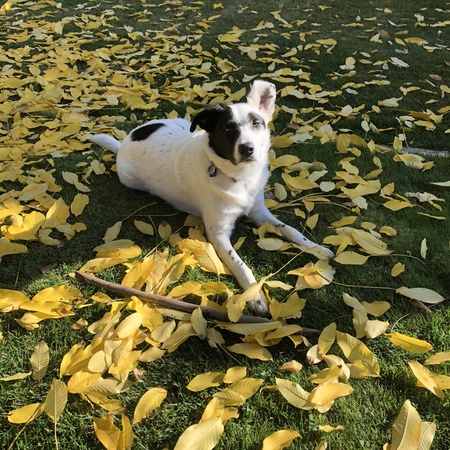 Entry image for Winston. Clicking this image will show a larger photo