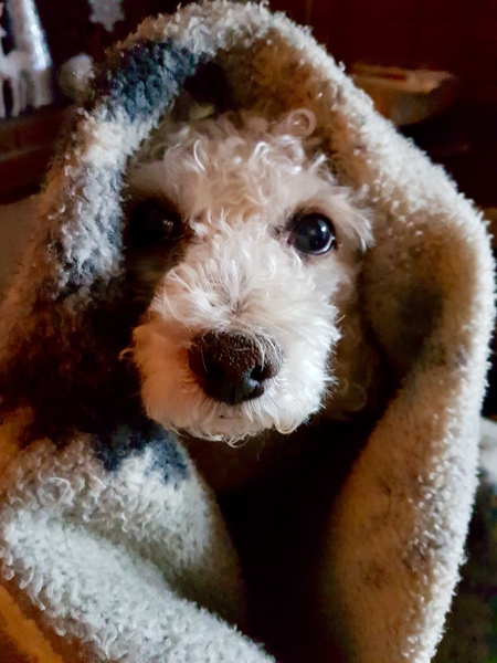 Entry image for Anya. Clicking this image will show a larger photo