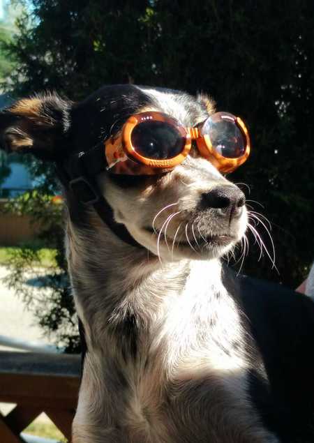 Entry image for Bailey. Clicking this image will show a larger photo