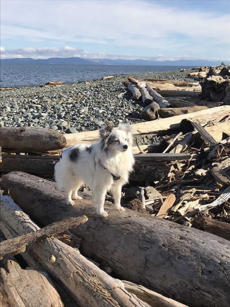 Entry image for Sophie. Clicking this image will show a larger photo