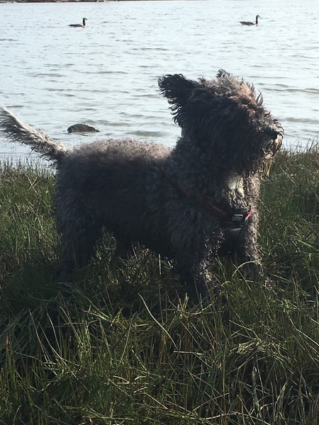 Entry image for Coquette. Clicking this image will show a larger photo