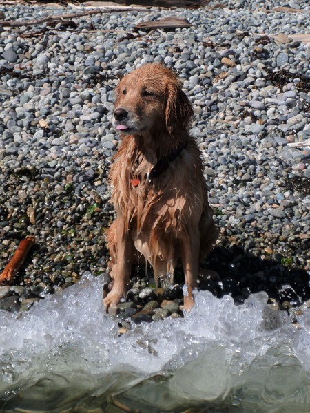 Entry image for Quin. Clicking this image will show a larger photo