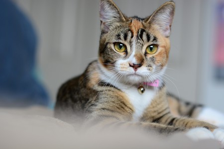 Entry image for Skittle. Clicking this image will show a larger photo