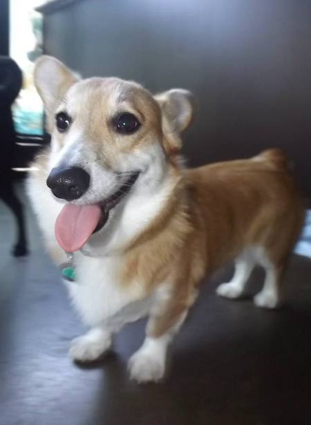 Entry image for Belle. Clicking this image will show a larger photo