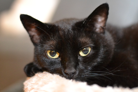 Entry image for Foxy. Clicking this image will show a larger photo