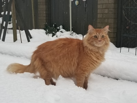 Entry image for Caspian. Clicking this image will show a larger photo