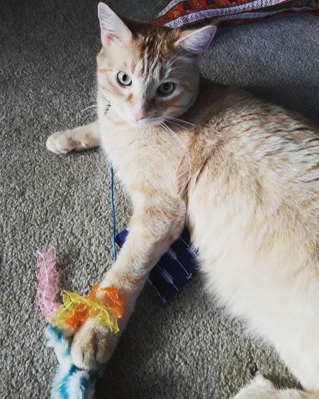 Entry image for Tiggy. Clicking this image will show a larger photo